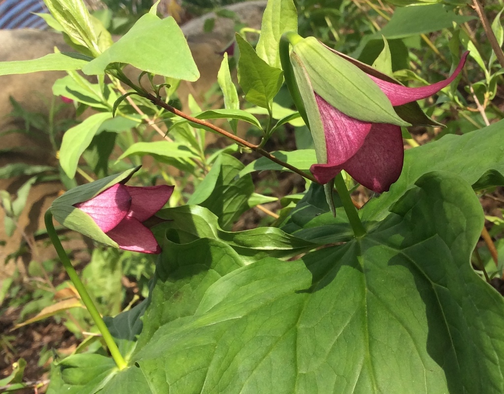 Trillium sulcatum (mixed colors) Qty 48